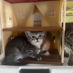 猫の里親募集しています