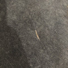 　ソファ　猫の爪に強いの画像