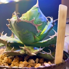 Agave緑鯨の画像