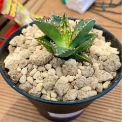 Agave緑鯨の画像