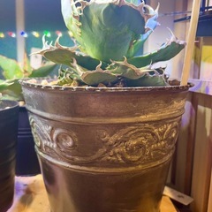 Agave緑鯨の画像