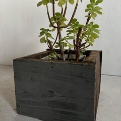 【MOKURAF】プランターカバー(小) カリビアンGARDEN マリン ガーデニング 室内インテリア 園芸 アンティーク調 店舗の画像