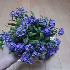 900円　アリッサム　3号　ポット苗　3色セットの画像