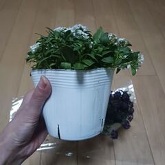 900円　アリッサム　3号　ポット苗　3色セットの画像