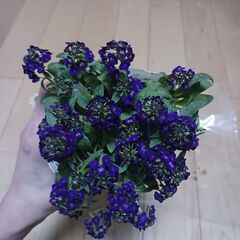 900円　アリッサム　3号　ポット苗　3色セットの画像