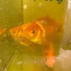 大きくなった金魚の画像