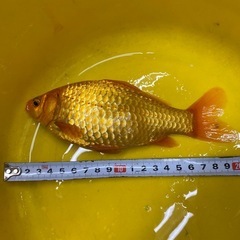 大きくなった金魚の画像