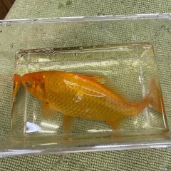 大きくなった金魚の画像