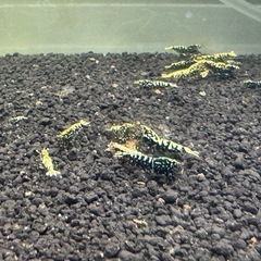 ブラックギャラクシー フィッシュボーン シュリンプ (Black galaxy fishborn)の画像