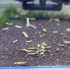 ブラックギャラクシー フィッシュボーン シュリンプ (Black galaxy fishborn)の画像