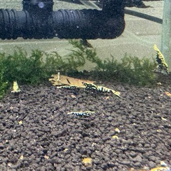 ブラックギャラクシー フィッシュボーン シュリンプ (Black galaxy fishborn)の画像