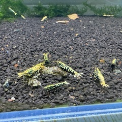 ブラックギャラクシー フィッシュボーン シュリンプ (Black galaxy fishborn)の画像