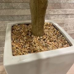 造木造花南国風
　の画像