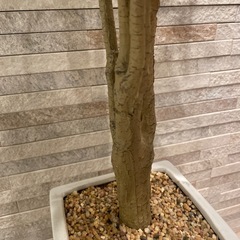 造木造花南国風
　の画像