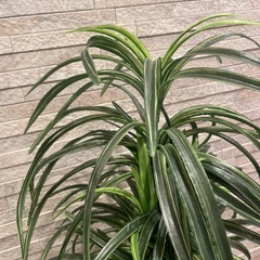 造木造花南国風
　の画像