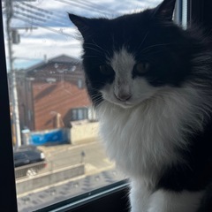 可愛い捨て猫☆