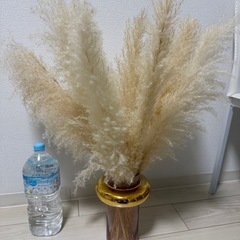 パンパスグラス　インテリア雑貨の画像