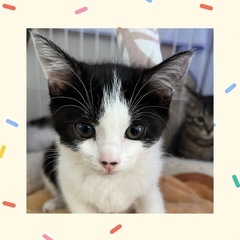 ハチワレ女の子❤️ベリーちゃん