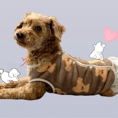 トイプードル🐩　７歳の女の子🐶🌸