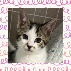 キジ白女の子❤️レイちゃん