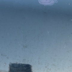 Nワゴン 車体の画像