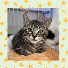 キジトラ女の子❤️ウルちゃん