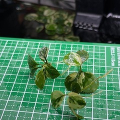 アヌビアス.斑入りキングAnubias sp.Variegated King3株の画像