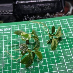 アヌビアス.斑入りキングAnubias sp.Variegated King3株の画像