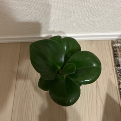 ペペロミア　オブツシフォリアの画像