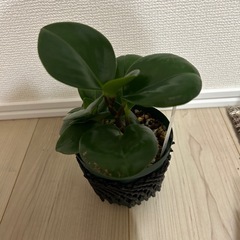 ペペロミア　オブツシフォリアの画像