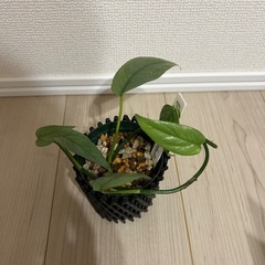 エピプレムナム　ピナツム　セブブルーの画像