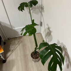 モンステラ　デリシオーサの画像