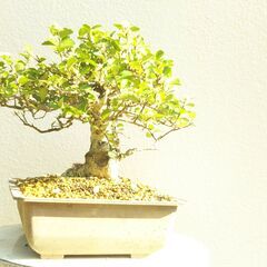 盆栽ハリツルマサキ（方言名マッコウ）の画像