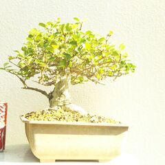 盆栽ハリツルマサキ（方言名マッコウ）の画像