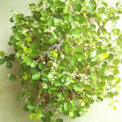 盆栽ハリツルマサキ（方言名マッコウ）の画像