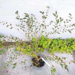 3【現品】カメリア エリナ 椿 ツバキの仲間 樹高約70㎝　ヒメサザンカ シンボルツリー 記念樹に　苗木 スリット鉢の画像