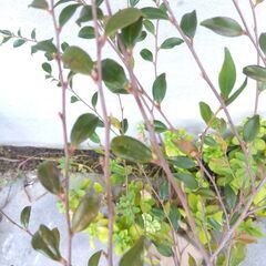 3【現品】カメリア エリナ 椿 ツバキの仲間 樹高約70㎝　ヒメサザンカ シンボルツリー 記念樹に　苗木 スリット鉢の画像