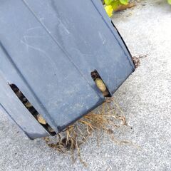 3【現品】カメリア エリナ 椿 ツバキの仲間 樹高約70㎝　ヒメサザンカ シンボルツリー 記念樹に　苗木 スリット鉢の画像