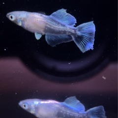 メダカ屋 無人販売 アニメメダカ 