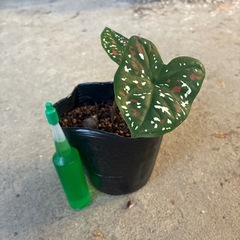 カラジュームビコロール　観葉植物🪴 ❓の画像