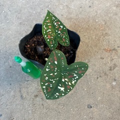 カラジュームビコロール　観葉植物🪴 ❓の画像