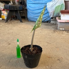 カラジュームビコロール　観葉植物🪴❓の画像