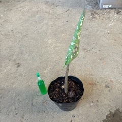 カラジュームビコロール　観葉植物🪴❓の画像