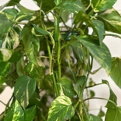 観葉植物ポトス　自宅管理品の画像