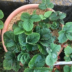 無農薬　いちごプランター　202511291の画像