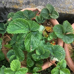 無農薬　いちごプランター　202511291の画像