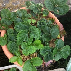 無農薬　いちごプランター　202511291の画像