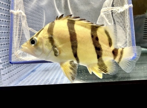 ダトニオ(フォーバータイガー)