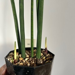 観葉植物 サンスベリア バキュラリスの画像