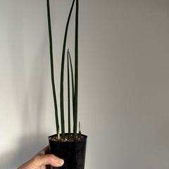 観葉植物 サンスベリア バキュラリスの画像
